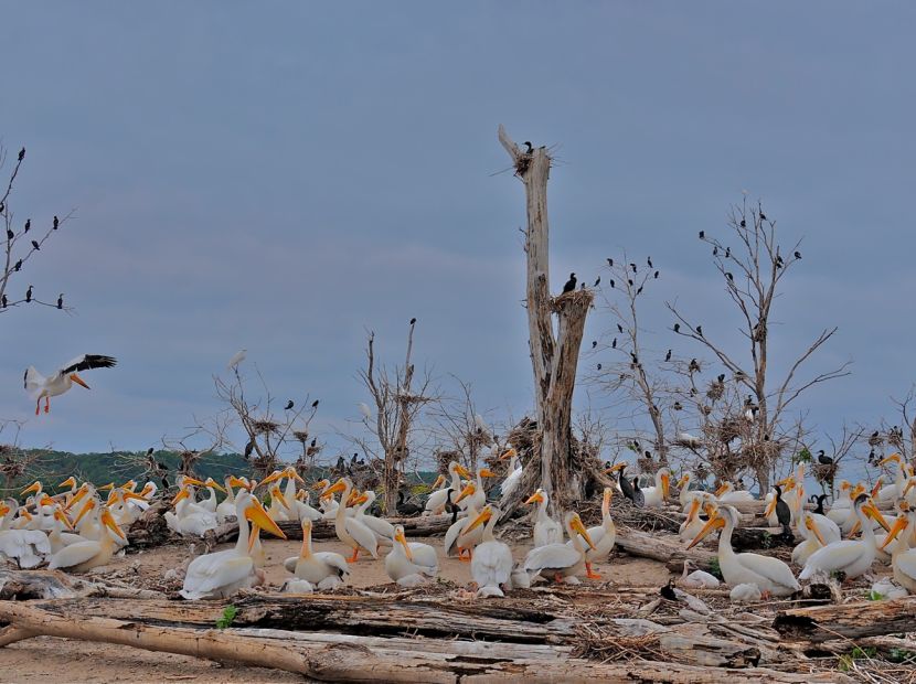 Cormorant Island