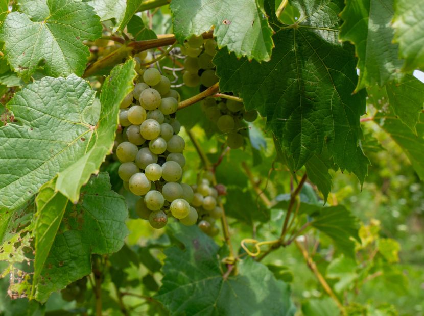 Wide River Winery