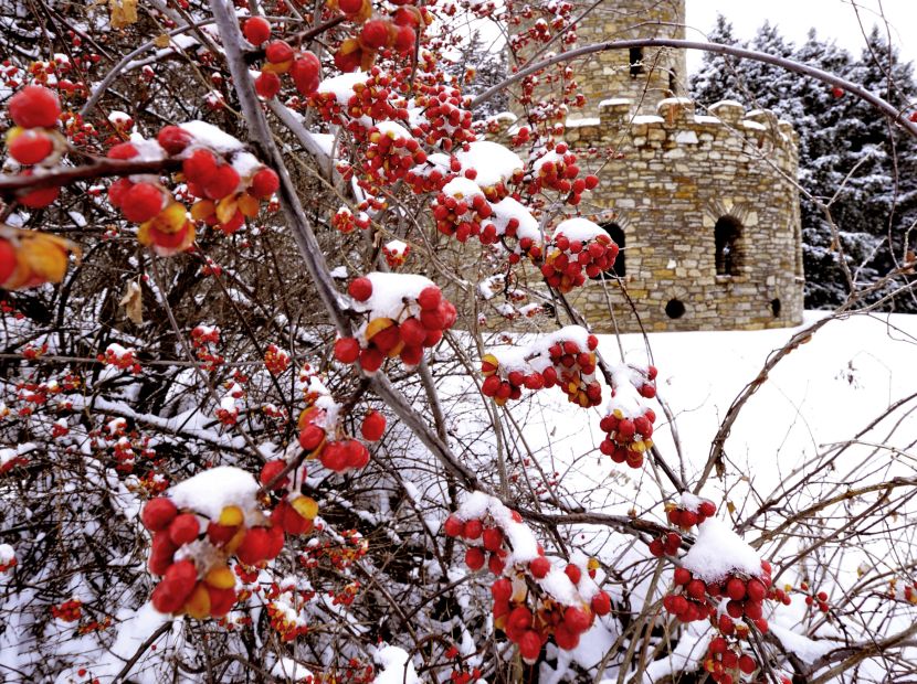 Snow covered berried on a tree in Clinton Iowa. Small tower is in background